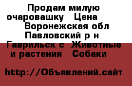 Продам милую очаровашку › Цена ­ 12 000 - Воронежская обл., Павловский р-н, Гаврильск с. Животные и растения » Собаки   